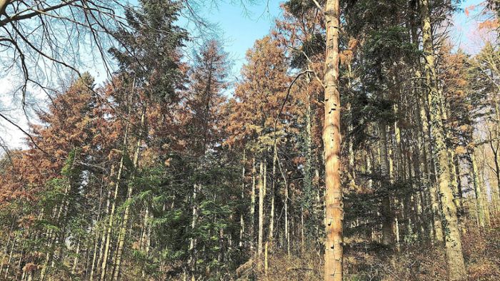 2600 Bäume werden gepflanzt: Mahlberg erwartet 2022 ein Minus im Forst
