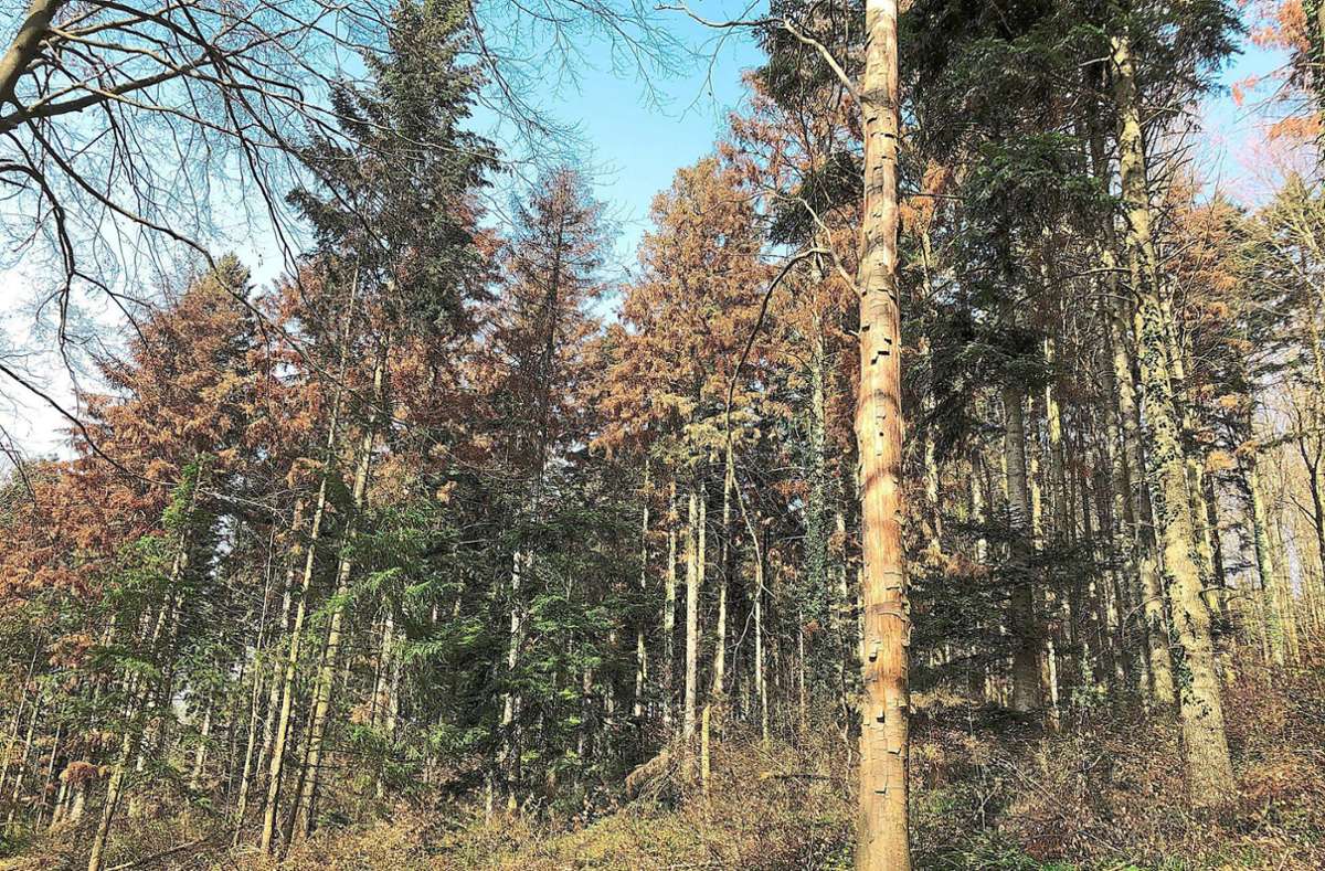 Klima und Borkenkäfer setzen dem Wald zu: Erst im April mussten rund um die Orschweierer Hütte von Borkenkäfern befallene Tannen entfernt werden. Foto: Landratsamt