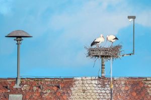 Im Nest des Storchenpaars auf dem Ettenheimer Rathausdach liegen Eier. Insgesamt nisten in Ettenheim aktuell vier Paare.Foto: Hoffmann Foto: Lahrer Zeitung