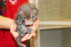 Drei Fuchsbabys sind derzeit bei der Tierrettung in  Ichenheim untergebracht. Alle werden nun aufgezogen und  später wieder  ausgewildert. Foto: THRO