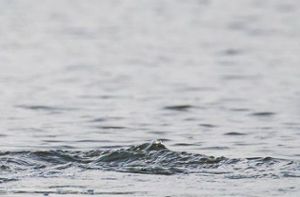 Der Mann war von Passanten im Uferbereich leblos im stehtiefen Wasser des Sees entdeckt worden. (Symbolfoto) Foto: dpa
