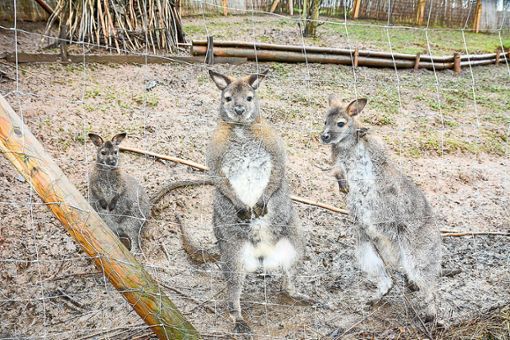 Die drei Dörlinbacher Wallaby-Kängurus sind von der Pit-Pat-Anlage nach Simonswald umgezogen. Dort leben sie nun mit anderen Artgenossen zusammen. Foto: Baublies (Archiv)