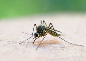 Sie sind zwar derzeit unterwegs, von eine Stechmückenplage kann aber nicht gesprochen werden. Foto: Pleul Foto: Lahrer Zeitung