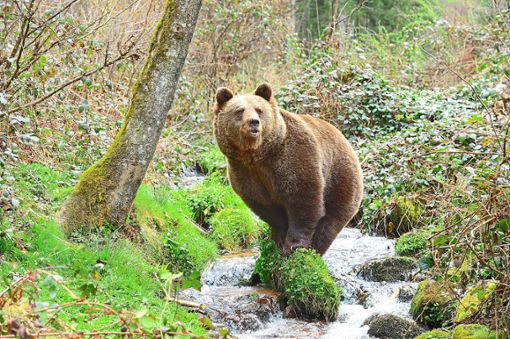 Gerettete Bären wie diesen können die Besucher des Alternativen Wolf- und Bärenparks in Bad Rippolsau-Schapbach ganz aus der Nähe beobachten. Foto: Stiftung für Bären