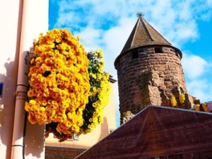 Wegen fehlender Planungssicherheit aufgrund der Pandemie muss das Blumenfestival Chrysanthema dieses Jahr erneut abgesagt werden.  Foto: Schabel