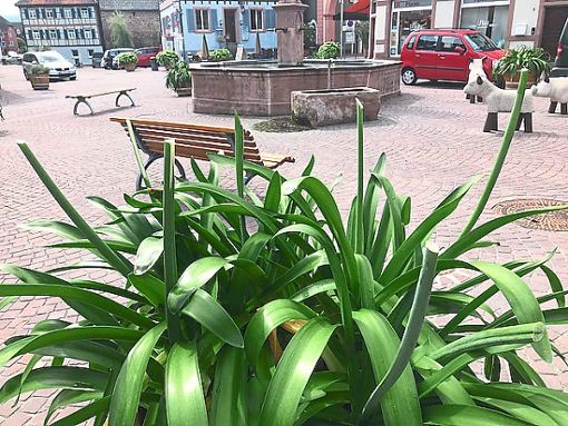 Kopflos: Erneut wurden der Schmucklilie auf dem Marienplatz die Blüten abgeschnitten. Foto: Stadt Foto: Lahrer Zeitung