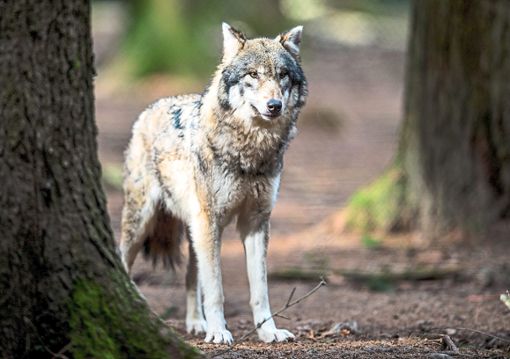 Der Wolf – hier ein Tier in einem Wildgehege – ist längst im Nordschwarzwald angekommen. Das hat Auswirkungen weit über die Region hinaus. Foto: Heinl Foto: Lahrer Zeitung