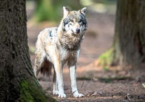Der Wolf – hier ein Tier in einem Wildgehege – ist längst im Nordschwarzwald angekommen. Das hat Auswirkungen weit über die Region hinaus. Foto: Heinl Foto: Lahrer Zeitung