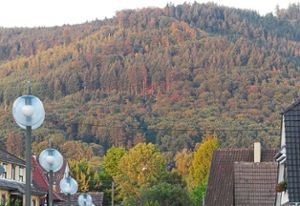 Trockenheit und Käferbefall sorgen für immer größere Lücken im Wald bei Friesenheim.Foto: Bohnert-Seidel Foto: Lahrer Zeitung
