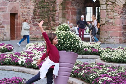 Manch ein Besucher verrenkt sich sogar, um ein schönes Foto auf der Chrysanthema zu bekommen. Foto: Kiryakova