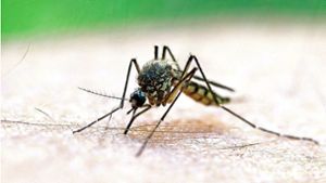 Mahlberg will eine drohende Tigermücken-Plage verhindern – und die Stechmücke intensiv bekämpfen. Foto: Patrick Pleul/dpa-Zentralbild