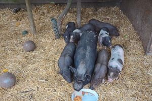 Hängebauchschwein-Mutter Rosi lebt mit  ihren Frischlingen derzeit in Ichenheim bei der Tierhilfs- und Rettungsorganisation. Dies soll sich jedoch ändern.   Foto: Bühler