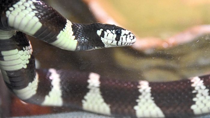 Experte schlägt Alarm: Exotische Schlange taucht im Ortenaukreis auf