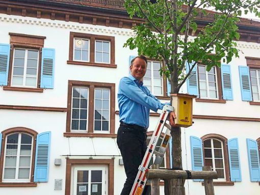 Den letzten der 100 Nistkästen hängte Bürgermeister Pascal Weber direkt vor dem Rathaus auf.  Foto: Gemeinde