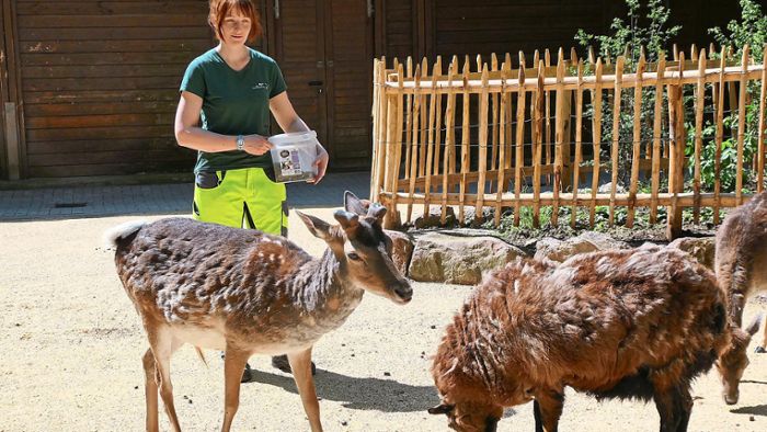 Viel Arbeit für Tierpfleger: Tiere im Lahrer Stadtpark leiden unter der Hitze