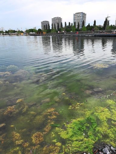Im Gartenschau-See wachsen schon kräftig Algen. Ein gutes Zeichen für die Wasserqualität, sagt die LGS. Das wuchernde Wasser-Grünzeug wird aber abgefischt. Foto: Braun Foto: Lahrer Zeitung