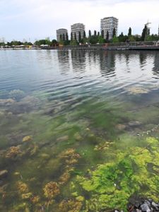 Im Gartenschau-See wachsen schon kräftig Algen. Ein gutes Zeichen für die Wasserqualität, sagt die LGS. Das wuchernde Wasser-Grünzeug wird aber abgefischt. Foto: Braun Foto: Lahrer Zeitung