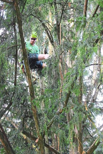 Die Baumpfleger müssen oft ganz hoch in die Krone klettern, um abgestorbene Äste zu entfernen. Foto: Stadt Haslach Foto: Schwarzwälder Bote