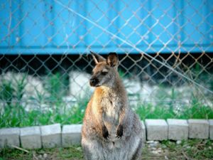 So sieht ein Wallaby-Känguru aus.  Foto: Archiv