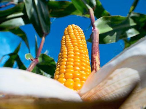 Der Maispreis gibt den Bauern aktuell Anlass zur Freude.  Symbolfoto: Pleul Foto: Lahrer Zeitung