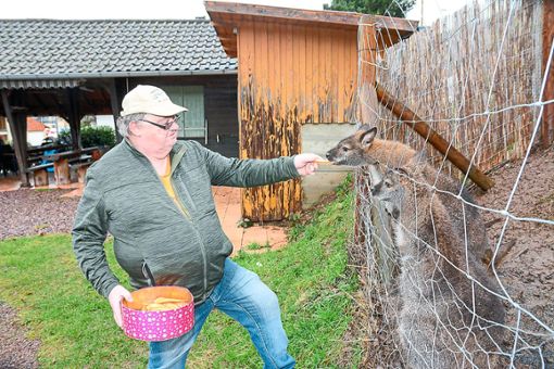 Johannes Ohnemus kümmert sich um die zutraulichen Tiere in ihrem Gehege neben der Pit Pat-Anlage in Dörlinbach. Hier füttert er die drei Kängurus mit Karotten.   Foto: Baublies