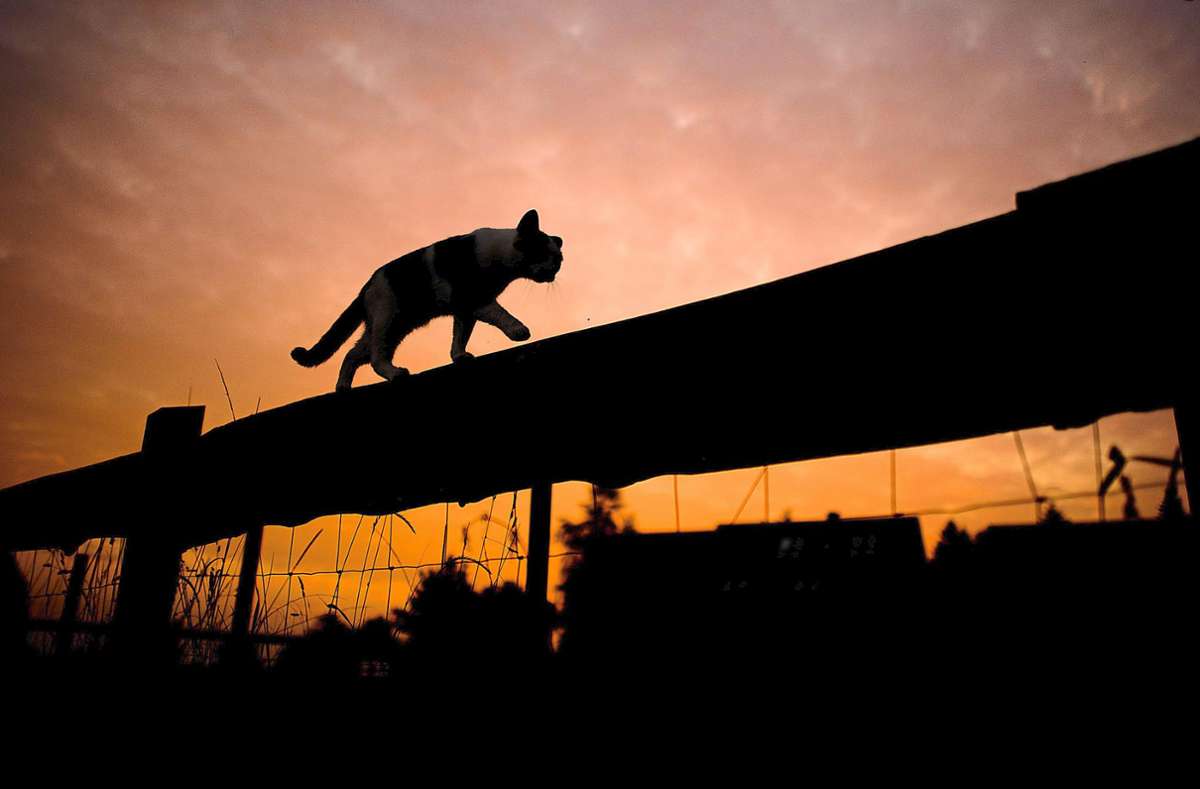 Freilaufende Katzen sind in Hornberg bald besser geschützt. Quelle: Unbekannt