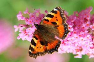 In einer neuen Broschüre informiert der BUND Mittleres Kinzigtal über Pflanzen, die für Schmetterlinge und andere Insekten geeignet sind.  Foto: BUND Mittleres Kinzigtal Foto: Schwarzwälder Bote