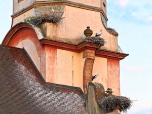 Aktuell gibt es auf dem Kirchturm in Riegel sieben Storchennester. Foto: Hoffmann Foto: Lahrer Zeitung