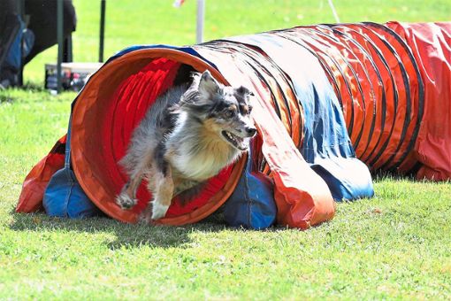 Hindernisse und Tunnel müssen Hunde beim Turnier in Altenheim heute und am morgigen Sonntag überwinden.   Foto: df