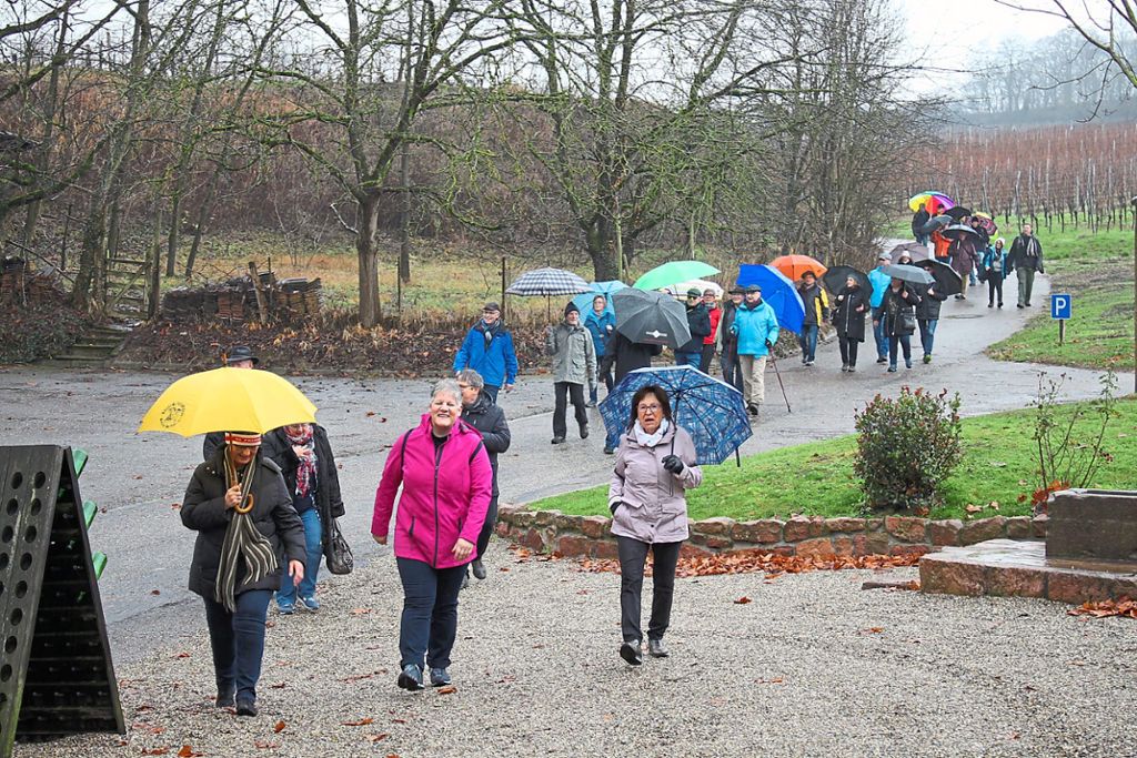 Große Resonanz trotz Regenwetters: Rund 70 Mitglieder und Freunde der sÃ¼dlichen CDU-OrtsverbÃ¤nde wanderten an DreikÃ¶nig von Ringsheim Ã¼ber den Kahlenberg zur Hummel-StrauÃe.  Foto: Mutz