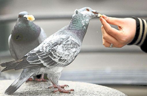 Die Verwaltung zweifelt daran, dass ein Taubenhaus unerlaubte Fütterungen wirksam verhindern würde. Foto: Archiv