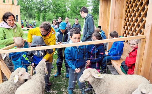 Schüler der Georg-Wimmer-Schule füttern die Schafe an der Hirtenhütte im Seepark. Foto: Baublies Foto: Lahrer Zeitung