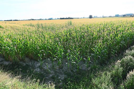 Maisfelder mit  Pflanzen bieten  eine perfekte  Tarnung für den Hanfanbau.  Foto: Bohnert-Seidel