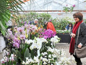 Die farbenfrohe Pracht der Orchideen lockten zahlreiche Besucher in die Orangerie und ins Gewächshaus im Stadtpark.  Foto: Kiryakova