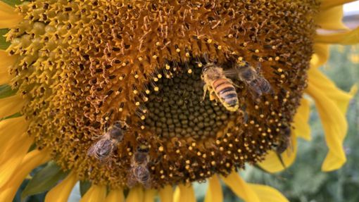 Was  Bienen täglich leisten, kann spätestens in drei Wochen am Loheck in Oberweier beobachtet werden. Dort sollen Bienenstöcke aufgestellt werden und zu Lehrzwecken dienen. Foto: Bohnert-Seidel