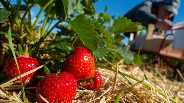 Ortenauer Landwirte klagen: Erdbeeren verfaulen auf den Feldern