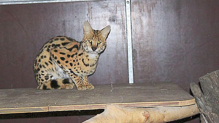 Von Amt beschlagnahmt: Afrikanische Wildkatze bei Ichenheimer Tierrettern