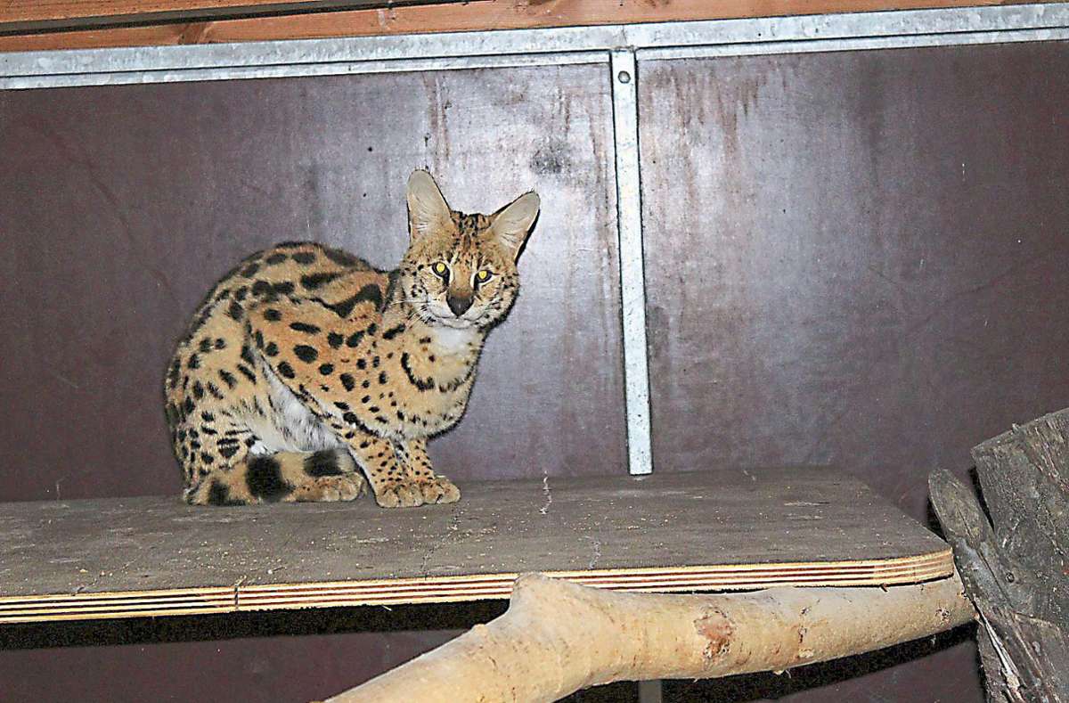 Der Serval ist nun in einem Zwinger bei den Tierrettern untergebracht.