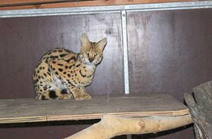 Der Serval ist nun in einem Zwinger bei den Tierrettern untergebracht. Foto: Tierretter