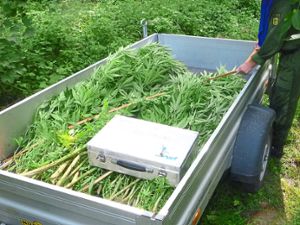 Beamte stellten in Rheinau 43 Hanfpflanzen sicher.   Foto: Polizei