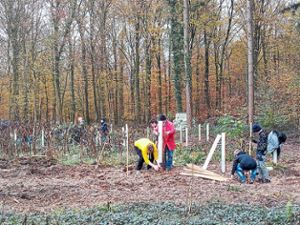 Mit viel Eifer pflanzen Kinder, Jugendliche und Erwachsene aus Ringsheim mehr als 1000 Stileichen im Niederwald. Foto: Mutz