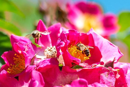 Wespen sind nicht nur lästig sondern auch hilfreich: So jagen sie etwa auch Schädlinge im Garten.   Foto: Zinken