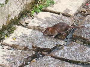 Ratten haben es sich entlang des Friesenheimer Dorfbachs gemütlich gemacht. Dagegen ist die Verwaltung nun vorgegangen und hat eine Fachfirma zur Bekämpfung eingesetzt.  Foto: Bohnert-Seidel