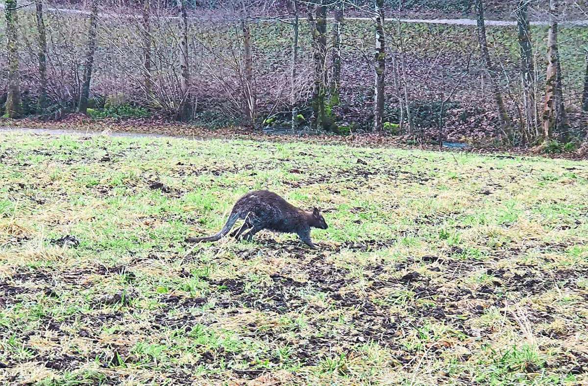 Ein Känguru sorgte am Dienstagmorgen in Seebach für Aufsehen. Der tierische Ausflug ging schließlich gut aus. Foto: Polizeipräsidium Offenburg