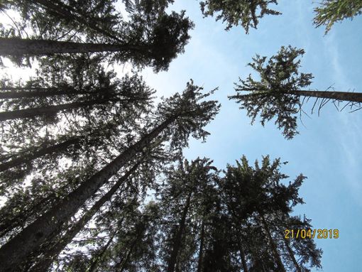 Der Gemeindewald in Hofstetten wird, so die Prognose, 2020 nicht viele Erträge einbringen. Lediglich ein ganz leichtes Plus wird in den Kassenbüchern erwartet. Foto: Störr Foto: Schwarzwälder Bote