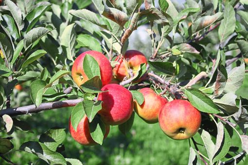 Die Äpfel in der Anlage des Ruster Obstbauvereins hängen bereits rotglänzend an den Bäumen.  Foto: Mutz