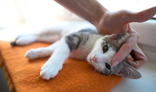 Auch Katzen und Hunde können krank werden oder sich verletzen. Was dann zu tun ist, erklärt Tierärztin Sandra Schnaidt.  Foto: Lübke