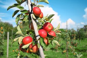 Saftige Äpfel wachsen in der Obstanlage im Ruster Allmendwald – das weckt Begehrlichkeiten. Archivfoto: Mutz Foto: Lahrer Zeitung