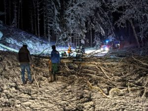 Schneemassen brachten in der Nacht zum 18. Januar einige Bäume auf dem Geisberg zu Fall. Auch Stromleitungen wurden beschädigt. Foto: Fischer