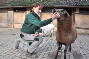 Schafsbock Fridolin genießt die Streicheleinheiten von Tierpflegerin Cathleen Tzschoch. Foto: Schabel